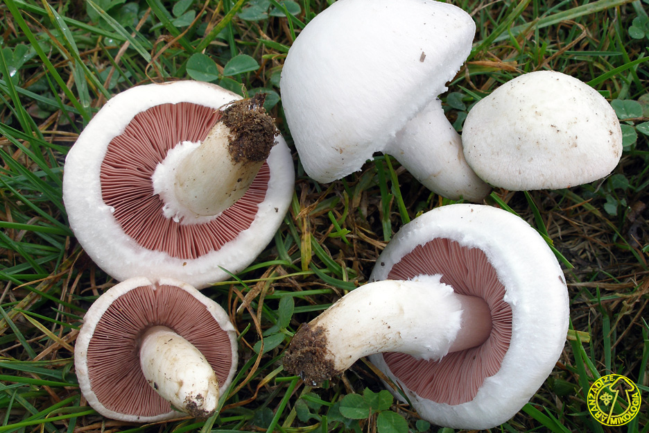 meadow mushroom